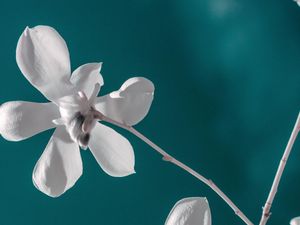 Preview wallpaper flower, white, branch, closeup, bloom