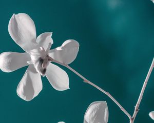 Preview wallpaper flower, white, branch, closeup, bloom