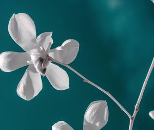 Preview wallpaper flower, white, branch, closeup, bloom