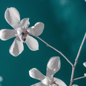 Preview wallpaper flower, white, branch, closeup, bloom