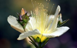 Preview wallpaper flower, white, bud, petals