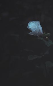 Preview wallpaper flower, white, bud, plant, dark, bloom