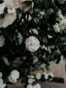 Preview wallpaper flower, white, bush, plant, blooms