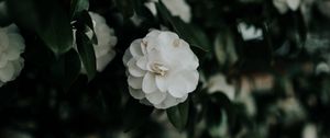 Preview wallpaper flower, white, bush, plant, blooms