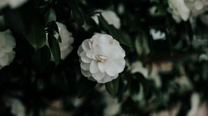 Preview wallpaper flower, white, bush, plant, blooms