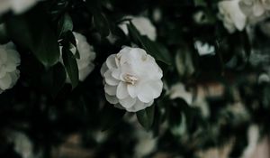 Preview wallpaper flower, white, bush, plant, blooms