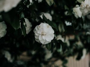 Preview wallpaper flower, white, bush, plant, blooms