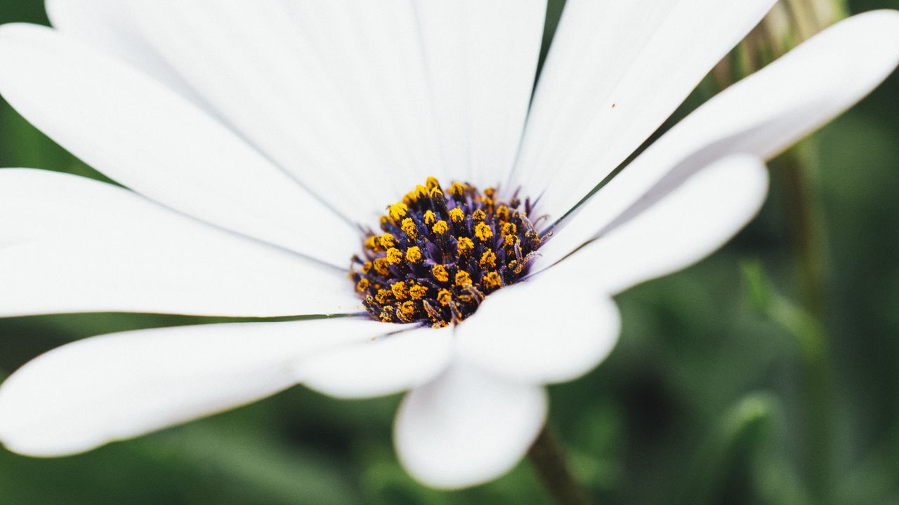 Wallpaper flower, white, closeup, bloom, macro