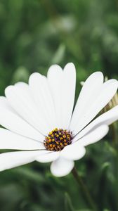 Preview wallpaper flower, white, closeup, bloom, macro