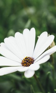 Preview wallpaper flower, white, closeup, bloom, macro