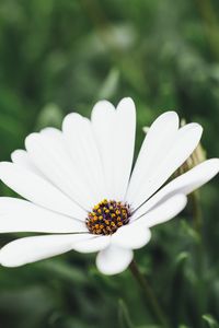 Preview wallpaper flower, white, closeup, bloom, macro