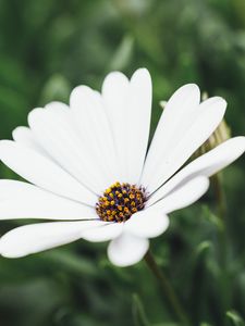 Preview wallpaper flower, white, closeup, bloom, macro