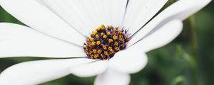 Preview wallpaper flower, white, closeup, bloom, macro