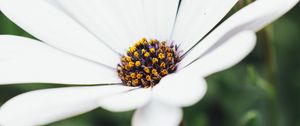Preview wallpaper flower, white, closeup, bloom, macro