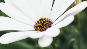 Preview wallpaper flower, white, closeup, bloom, macro