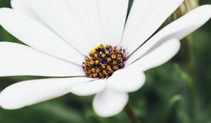 Preview wallpaper flower, white, closeup, bloom, macro