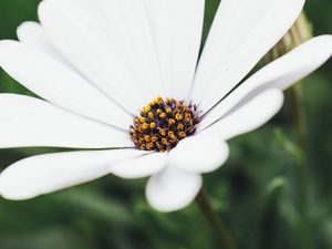 Preview wallpaper flower, white, closeup, bloom, macro