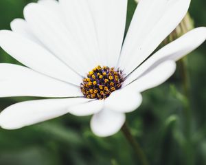 Preview wallpaper flower, white, closeup, bloom, macro