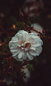 Preview wallpaper flower, white, drops, bush, petals