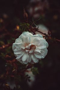 Preview wallpaper flower, white, drops, bush, petals