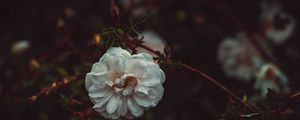 Preview wallpaper flower, white, drops, bush, petals