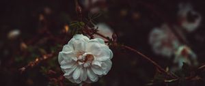 Preview wallpaper flower, white, drops, bush, petals