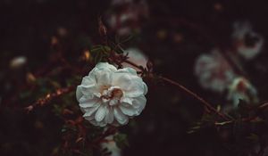 Preview wallpaper flower, white, drops, bush, petals