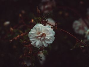 Preview wallpaper flower, white, drops, bush, petals