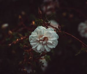 Preview wallpaper flower, white, drops, bush, petals