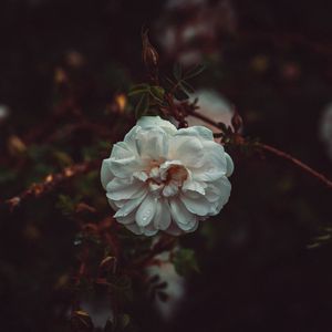 Preview wallpaper flower, white, drops, bush, petals