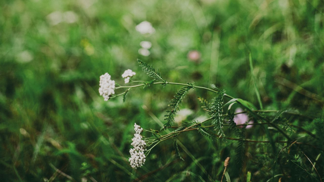 Wallpaper flower, white, grass, blur, nature