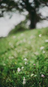 Preview wallpaper flower, white, grass, blur, nature