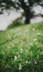 Preview wallpaper flower, white, grass, blur, nature