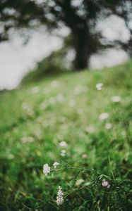 Preview wallpaper flower, white, grass, blur, nature