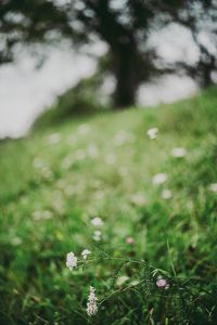 Preview wallpaper flower, white, grass, blur, nature