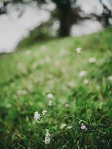 Preview wallpaper flower, white, grass, blur, nature