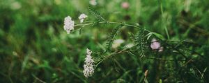 Preview wallpaper flower, white, grass, blur, nature