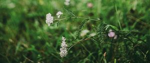 Preview wallpaper flower, white, grass, blur, nature