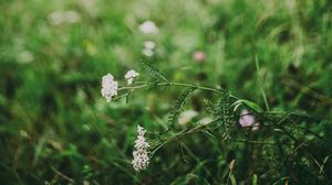 Preview wallpaper flower, white, grass, blur, nature