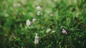 Preview wallpaper flower, white, grass, blur, nature