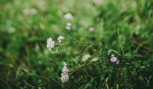 Preview wallpaper flower, white, grass, blur, nature