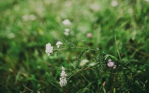 Preview wallpaper flower, white, grass, blur, nature