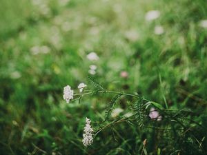 Preview wallpaper flower, white, grass, blur, nature