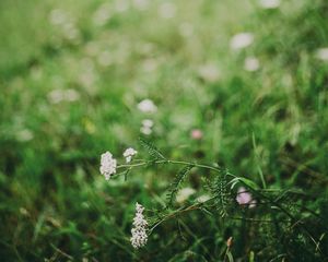 Preview wallpaper flower, white, grass, blur, nature