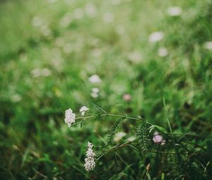 Preview wallpaper flower, white, grass, blur, nature