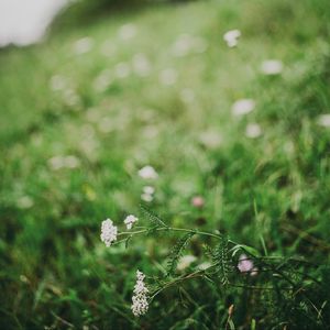 Preview wallpaper flower, white, grass, blur, nature