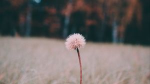 Preview wallpaper flower, white, grass, plant, nature