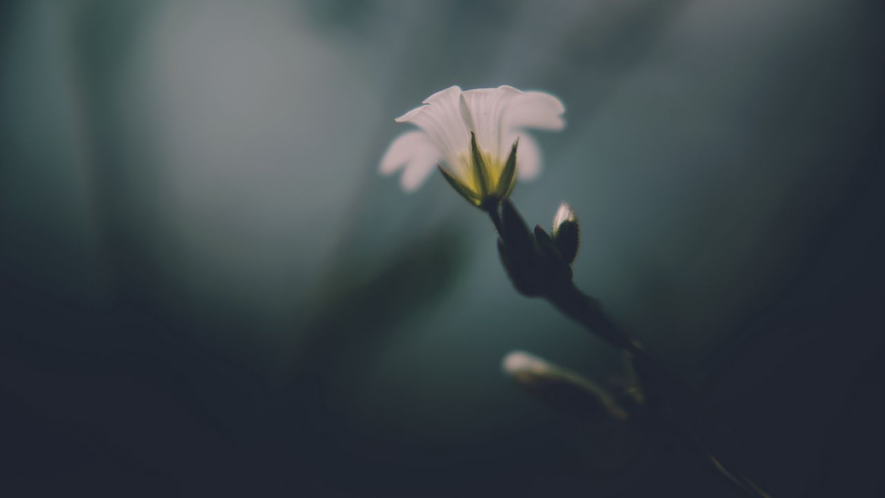 Wallpaper flower, white, green, macro, aesthetics