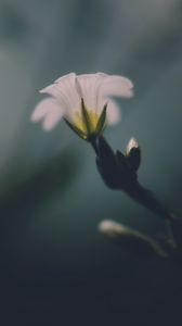 Preview wallpaper flower, white, green, macro, aesthetics