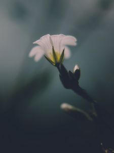 Preview wallpaper flower, white, green, macro, aesthetics